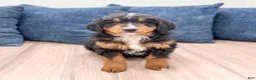 Mini Bernedoodle dogs for sale: Benson - Ad 1