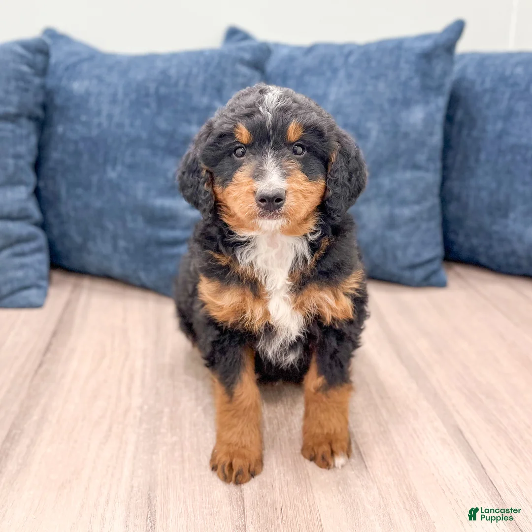 Mini Bernedoodle dogs for sale: Benson - Ad 1
