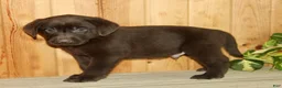 Labrador Retriever dogs for sale: Teddy - Ad 6