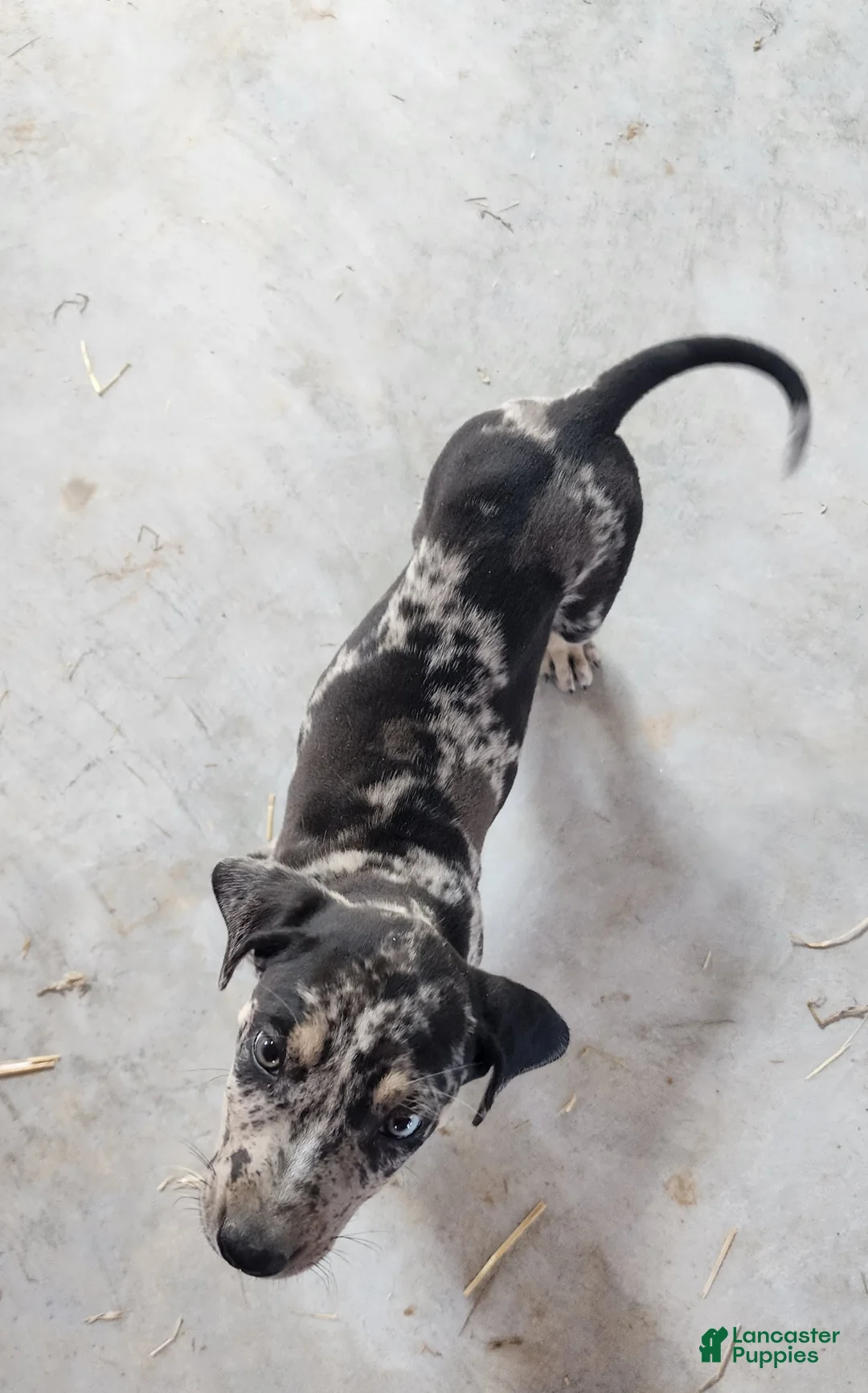 Catahoula Leopard Dog dogs for sale: Duchess 2026 Male 6 - Ad 2