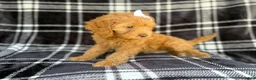 Cockapoo dogs for sale: Tinsley - Ad 3