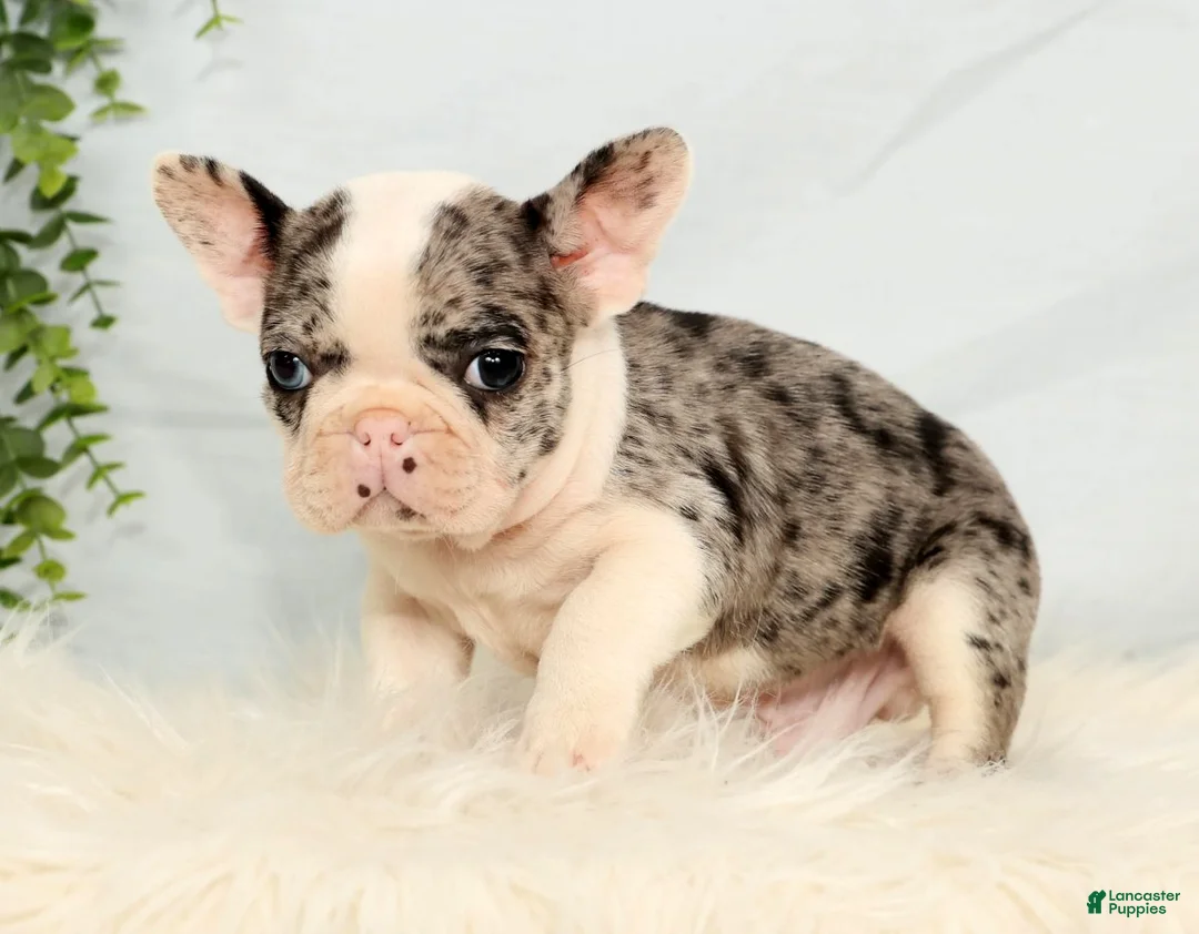 Frenchton dogs for sale: Jase - Ad 4