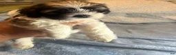 Teddy Bear dogs for sale: Cisco - Ad 9