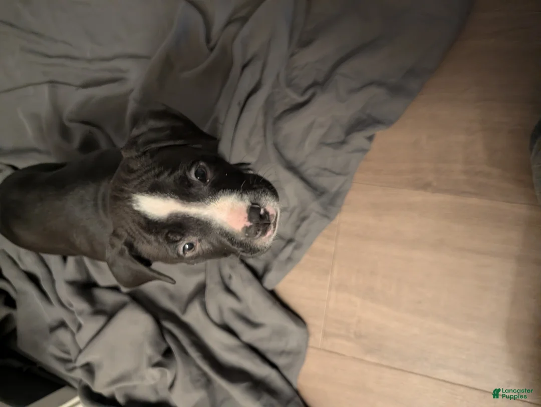 American Pit Bull Terrier dogs for sale: Bubba - Ad 4