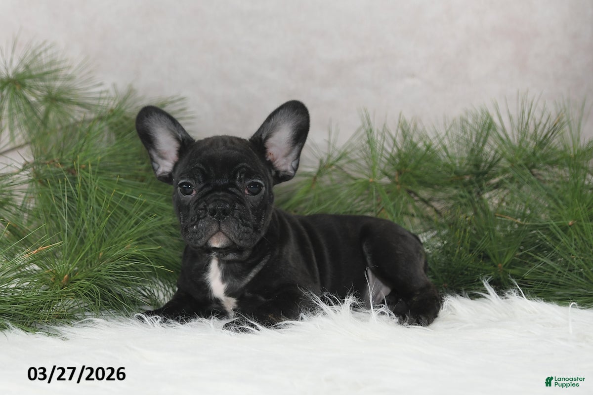 Frenchton dogs Franci - Ad 2