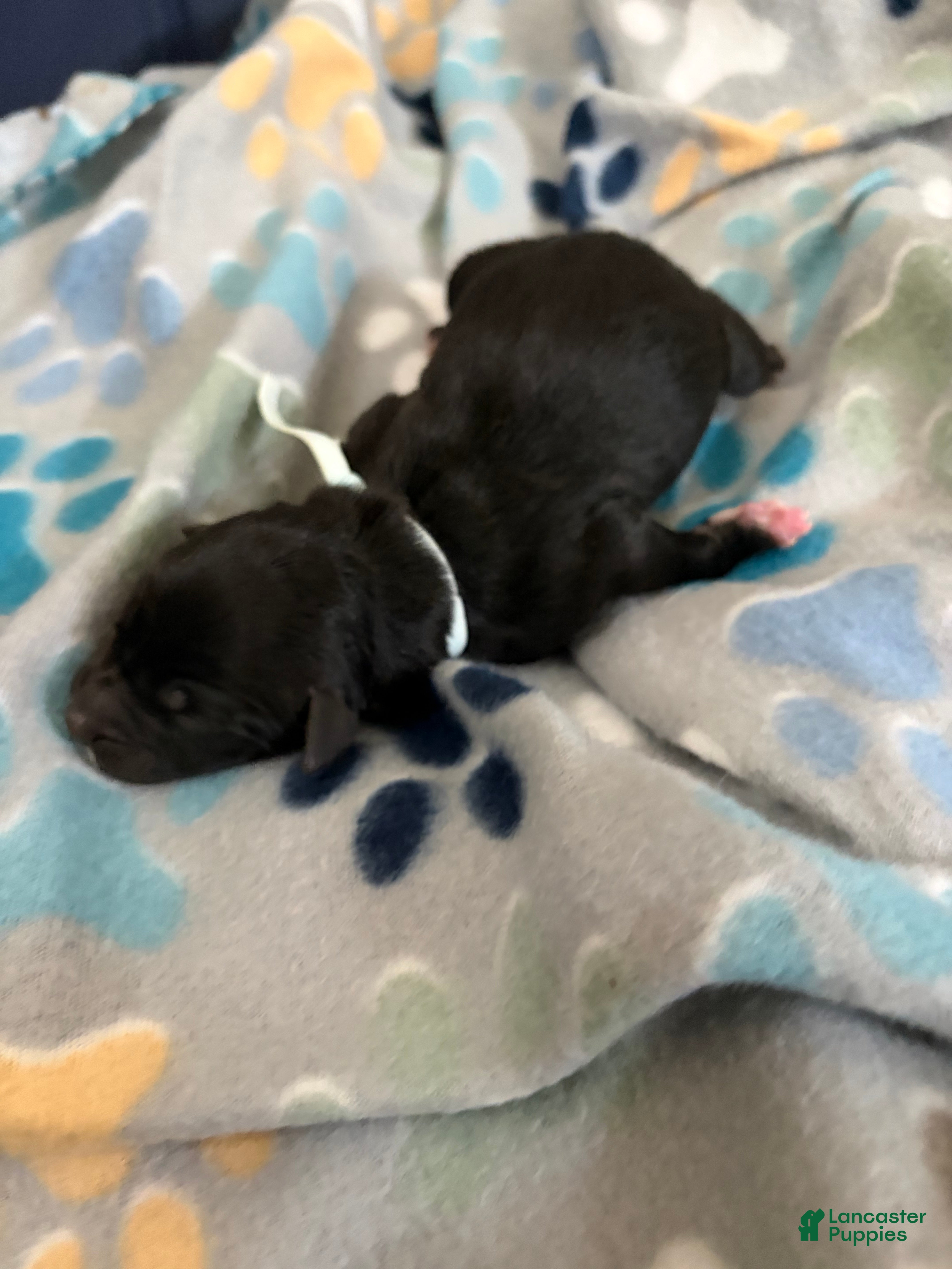 Mixed Breed dogs Mixed Breed Puppy 7 - Ad 14