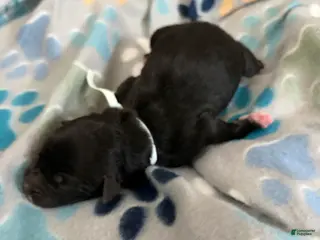 Mixed Breed dogs Mixed Breed Puppy 7 - Ad 14