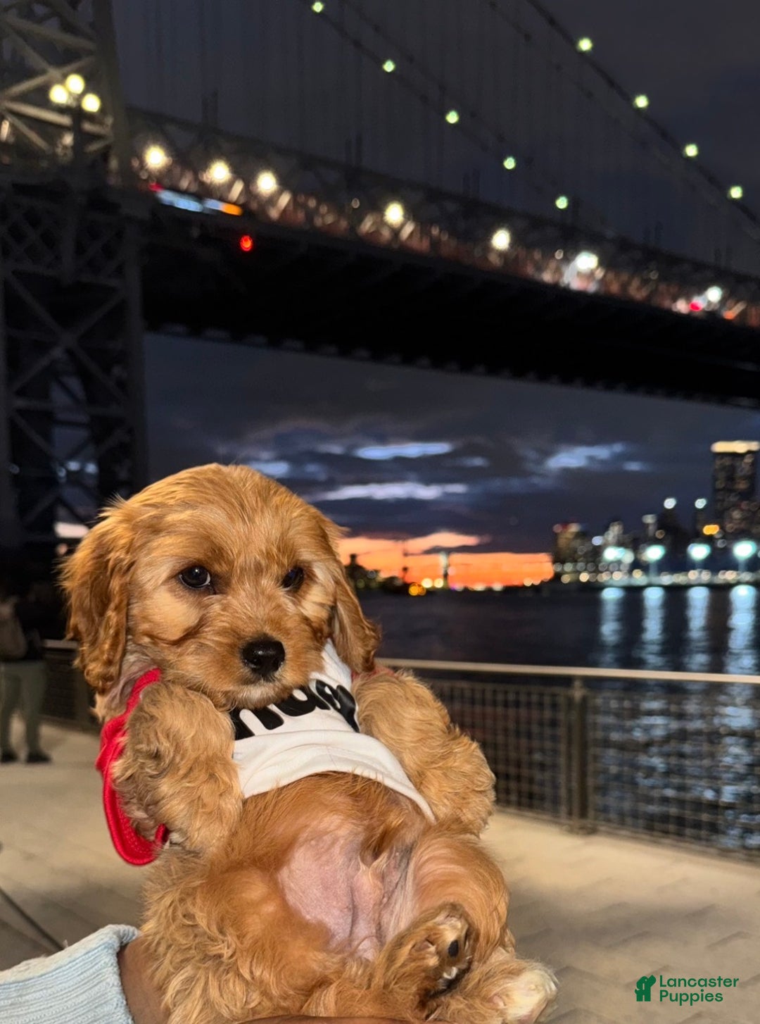 Cockapoo dogs for sale: Oliver – The “Emotional Support Bear” You’ll Fall in Love With 🧡🐾 - Ad 14