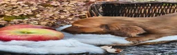 Miniature Dachshund dogs for sale: Rusty  - Ad 21