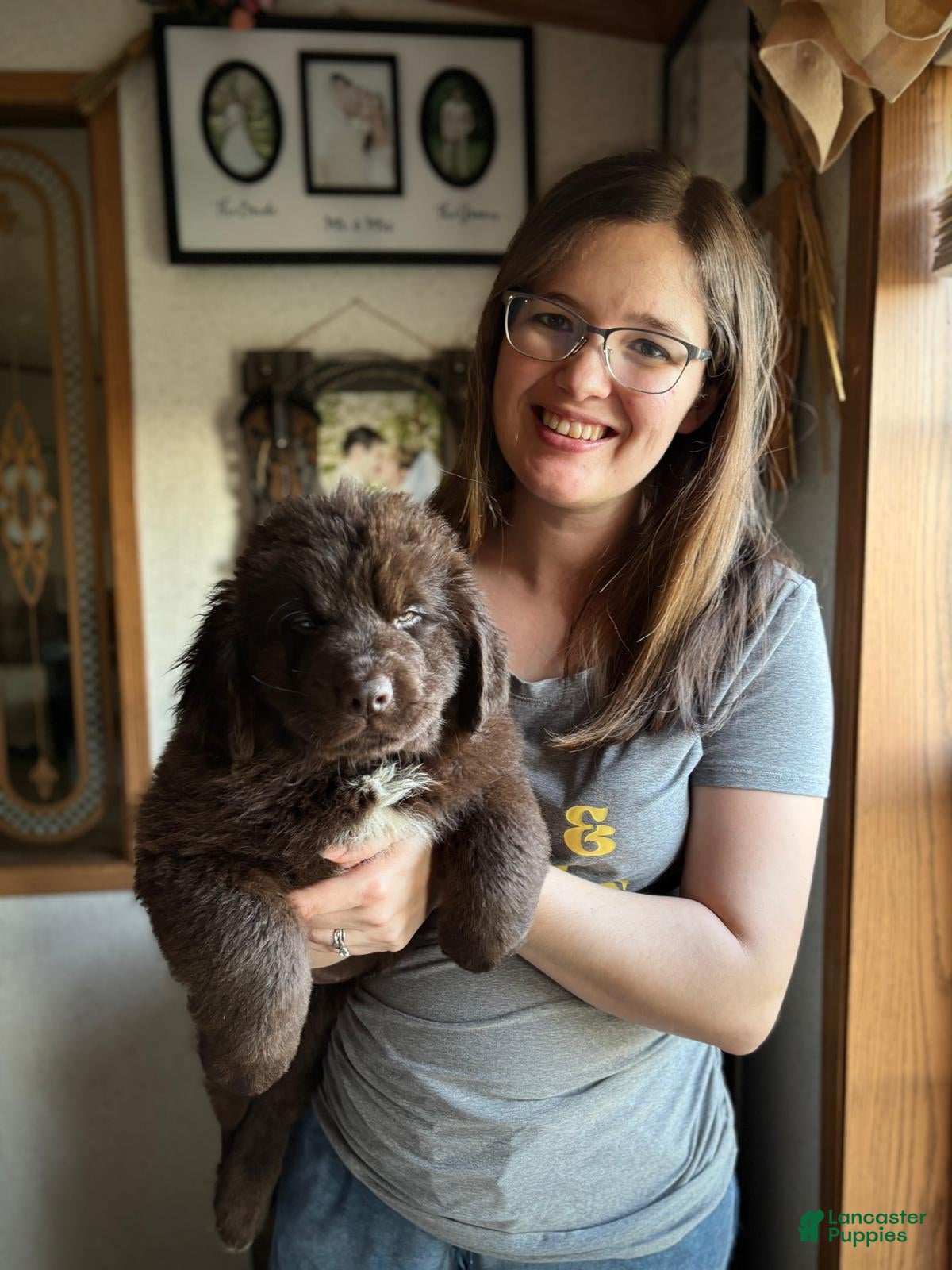 Newfoundland dogs Pink collar - Ad 1