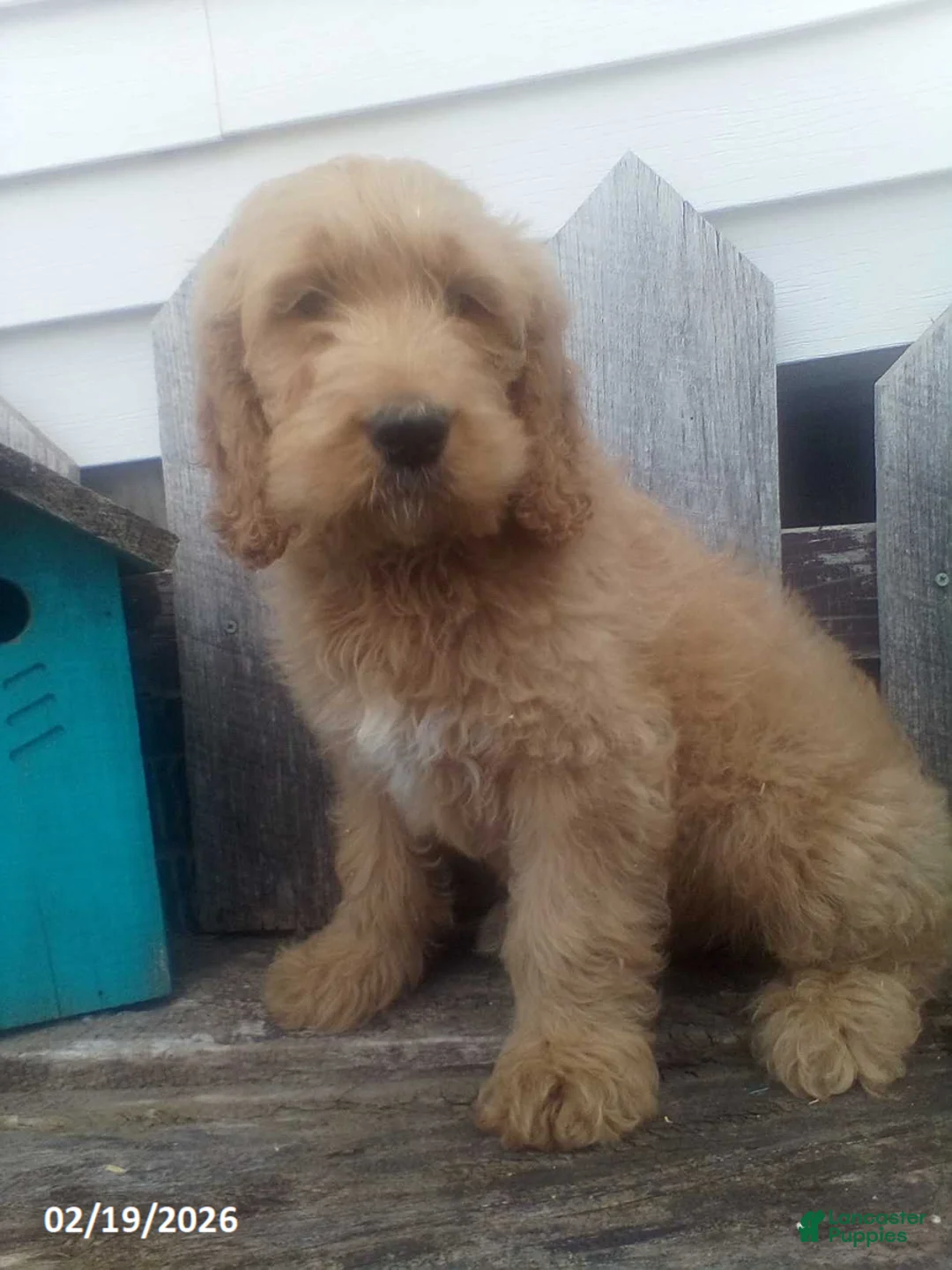 Goldendoodle dogs for sale: Prince   - Ad 3