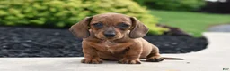Miniature Dachshund dogs for sale: Yasmin - Ad 3