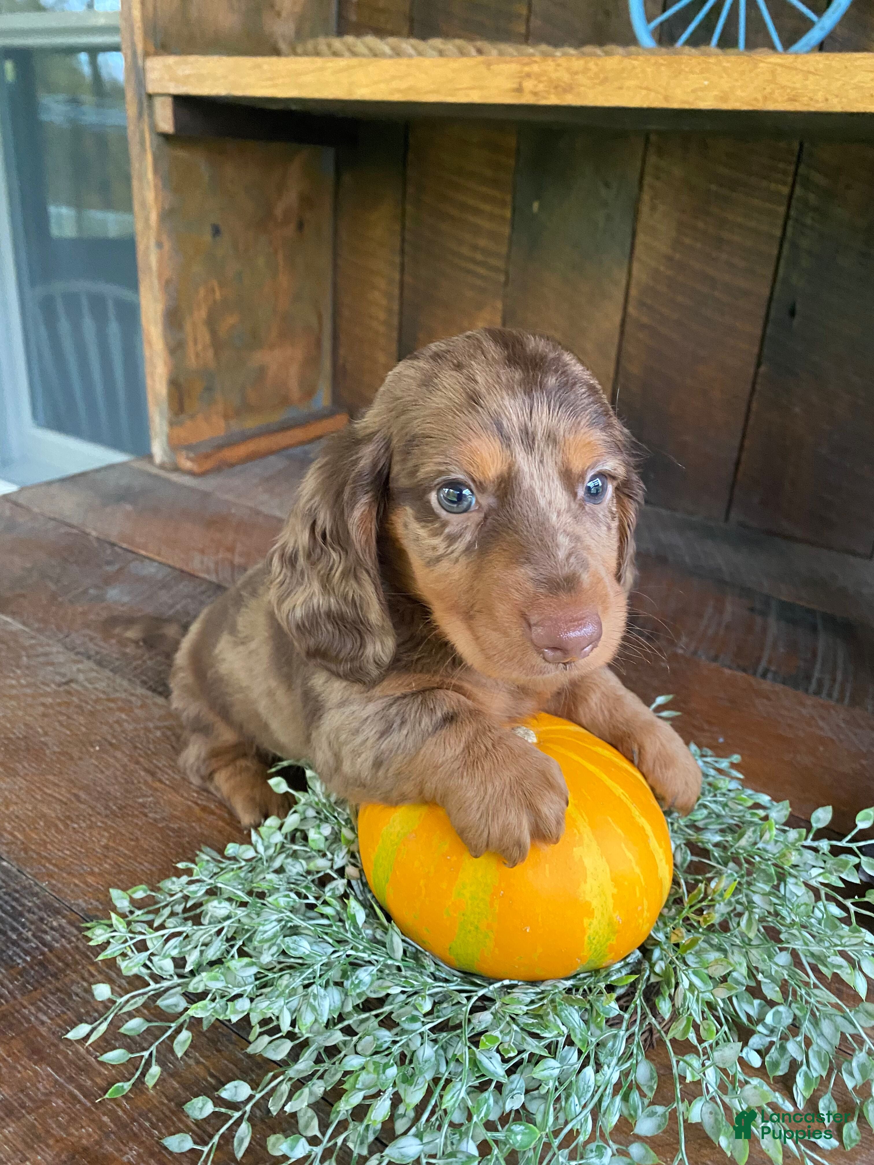 Miniature Dachshund dogs Franky - Ad 2