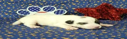 Jack Russell Terrier dogs for sale: Percy CKC male - Ad 5