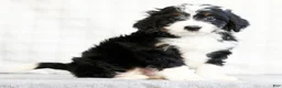 Mini Bernedoodle dogs for sale: Jaxson - Ad 3