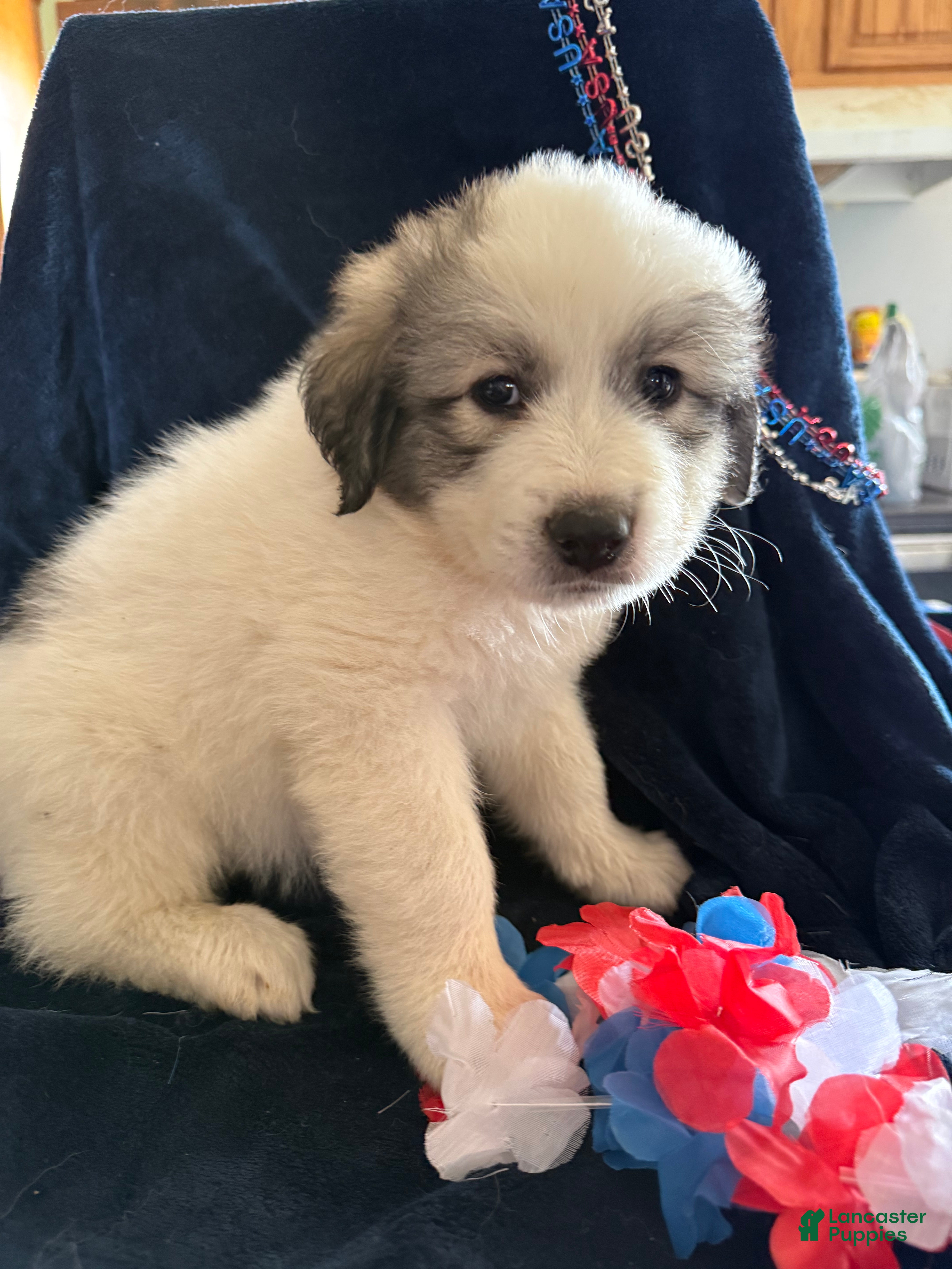 Great Pyrenees dogs Benny  - Ad 12