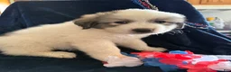 Great Pyrenees dogs for sale: Benny  - Ad 1