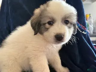 Great Pyrenees dogs Benny - Ad 33