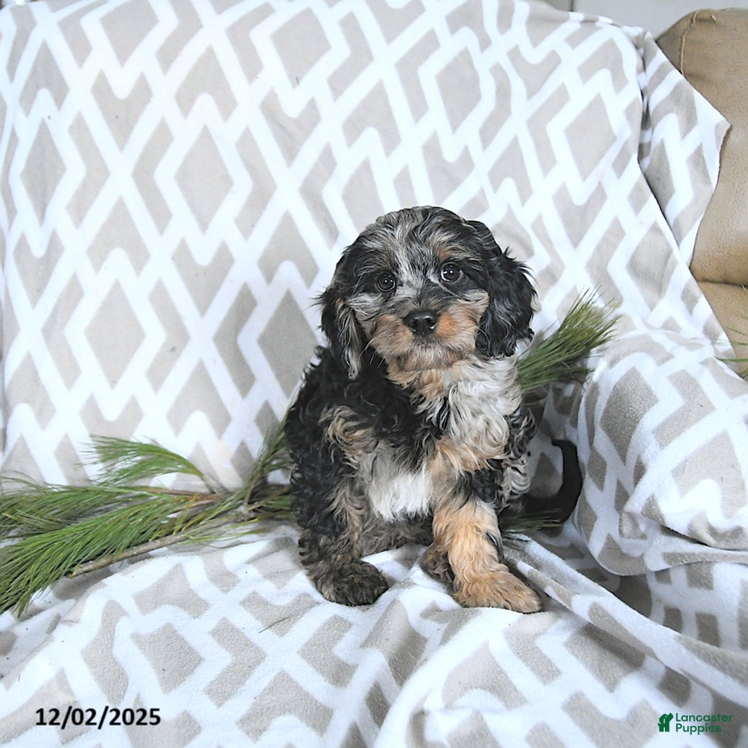 Cavapoo dogs for sale: Tinsel - Ad 3