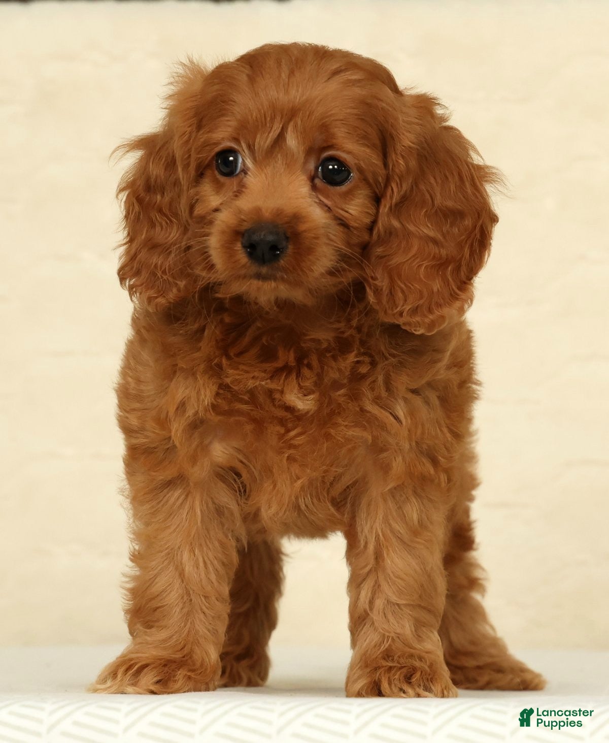 Cockapoo dogs Autumn - Ad 2