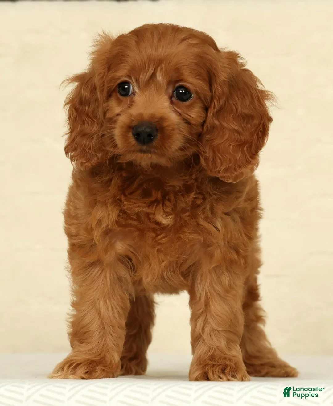 Cockapoo dogs for sale: Autumn - Ad 2