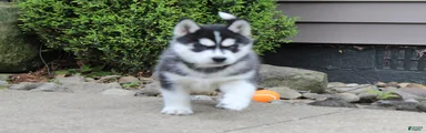 Bandit