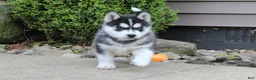 Siberian Husky dogs for sale: Bandit - Ad 1