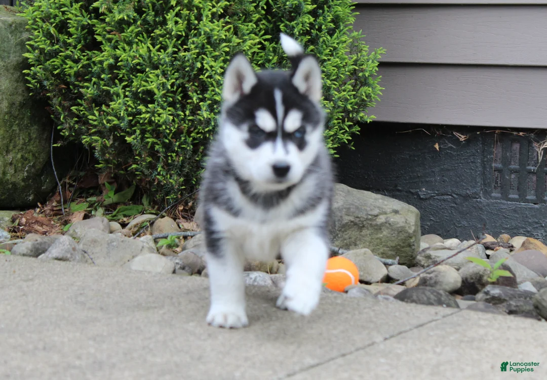 Siberian Husky dogs for sale: Bandit - Ad 1
