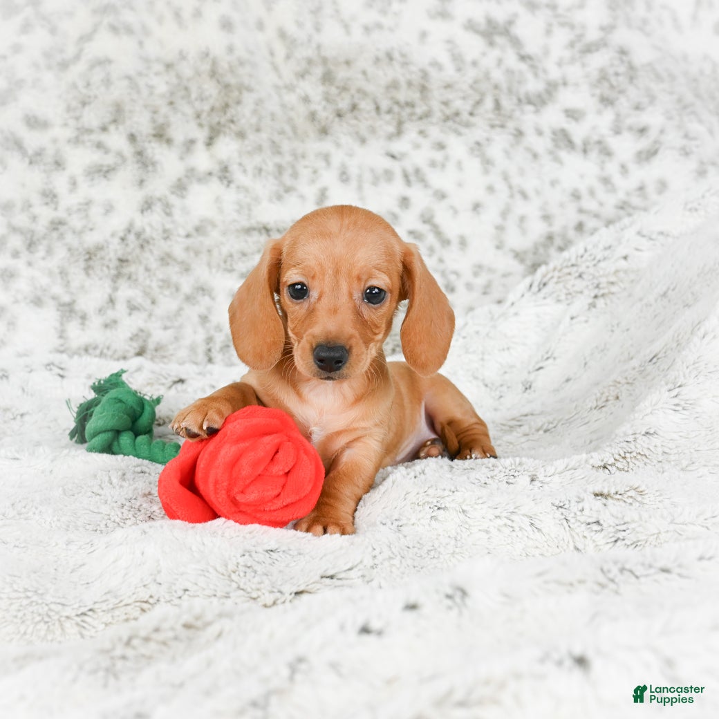 Miniature Dachshund dogs Carmen - Ad 7