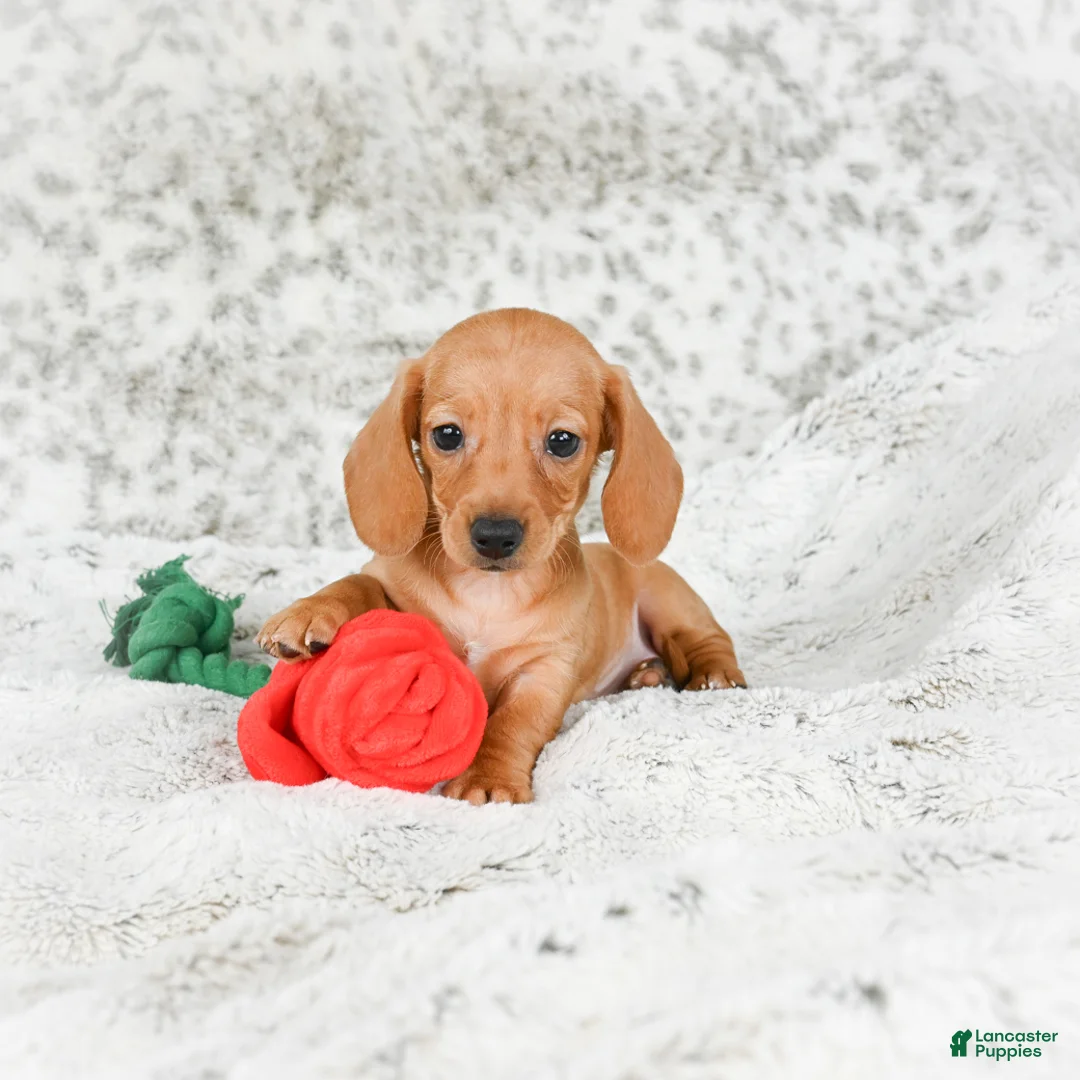 Miniature Dachshund dogs for sale: Carmen - Ad 1