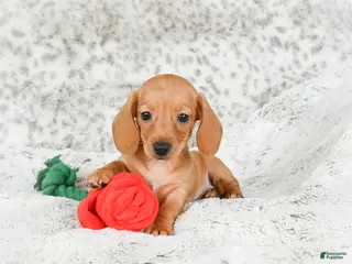 Miniature Dachshund dogs Carmen - Ad 14