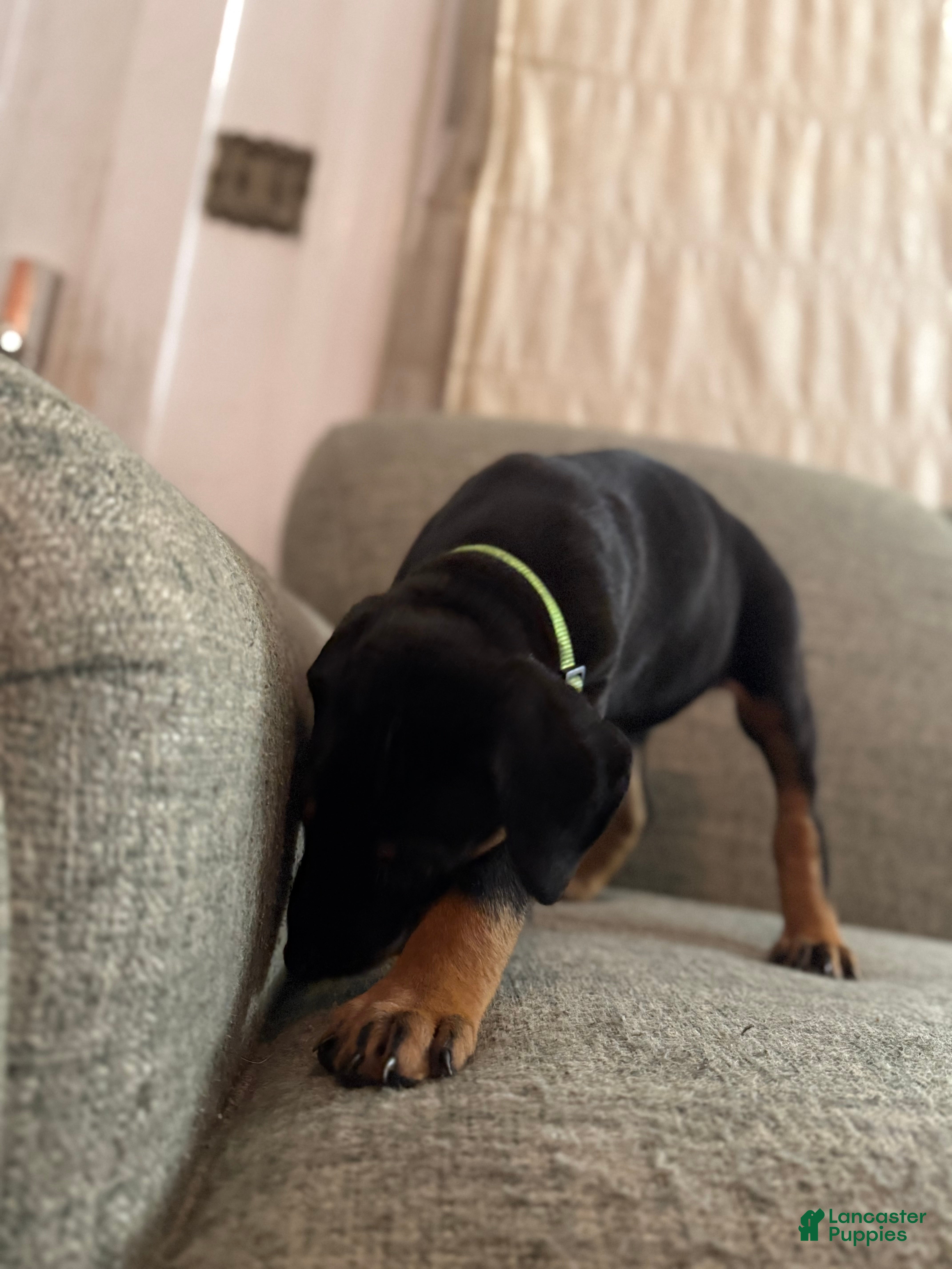 Doberman Pinscher dogs Lee - Ad 41