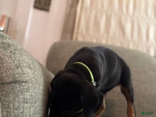 Doberman Pinscher dogs Lee - Ad 41