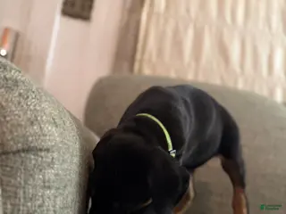 Doberman Pinscher dogs Lee - Ad 39