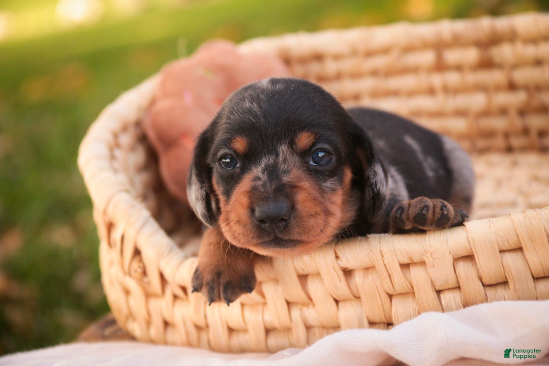 Miniature Dachshund dogs Libby Miniature Dachshund  - Ad 1