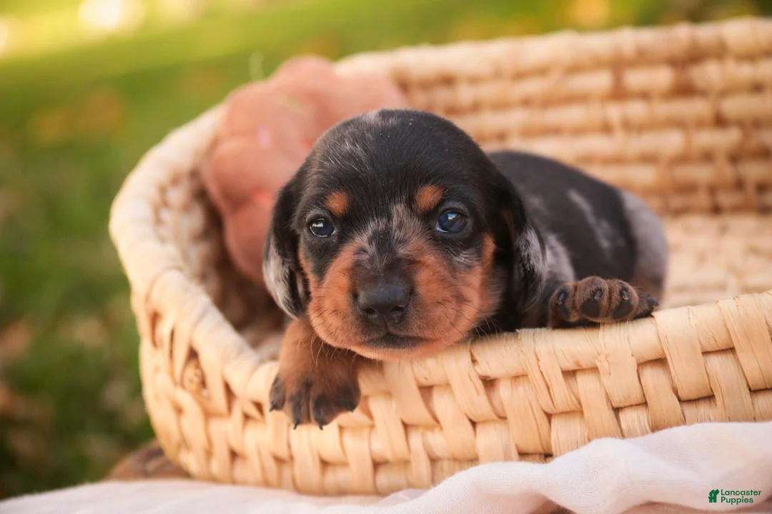 Miniature Dachshund dogs for sale: Libby Miniature Dachshund  - Ad 1