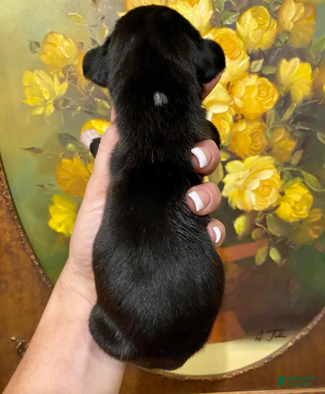 Great Dane dogs for sale: Carbon Creed's Abyssal King 👑 - Ad 2