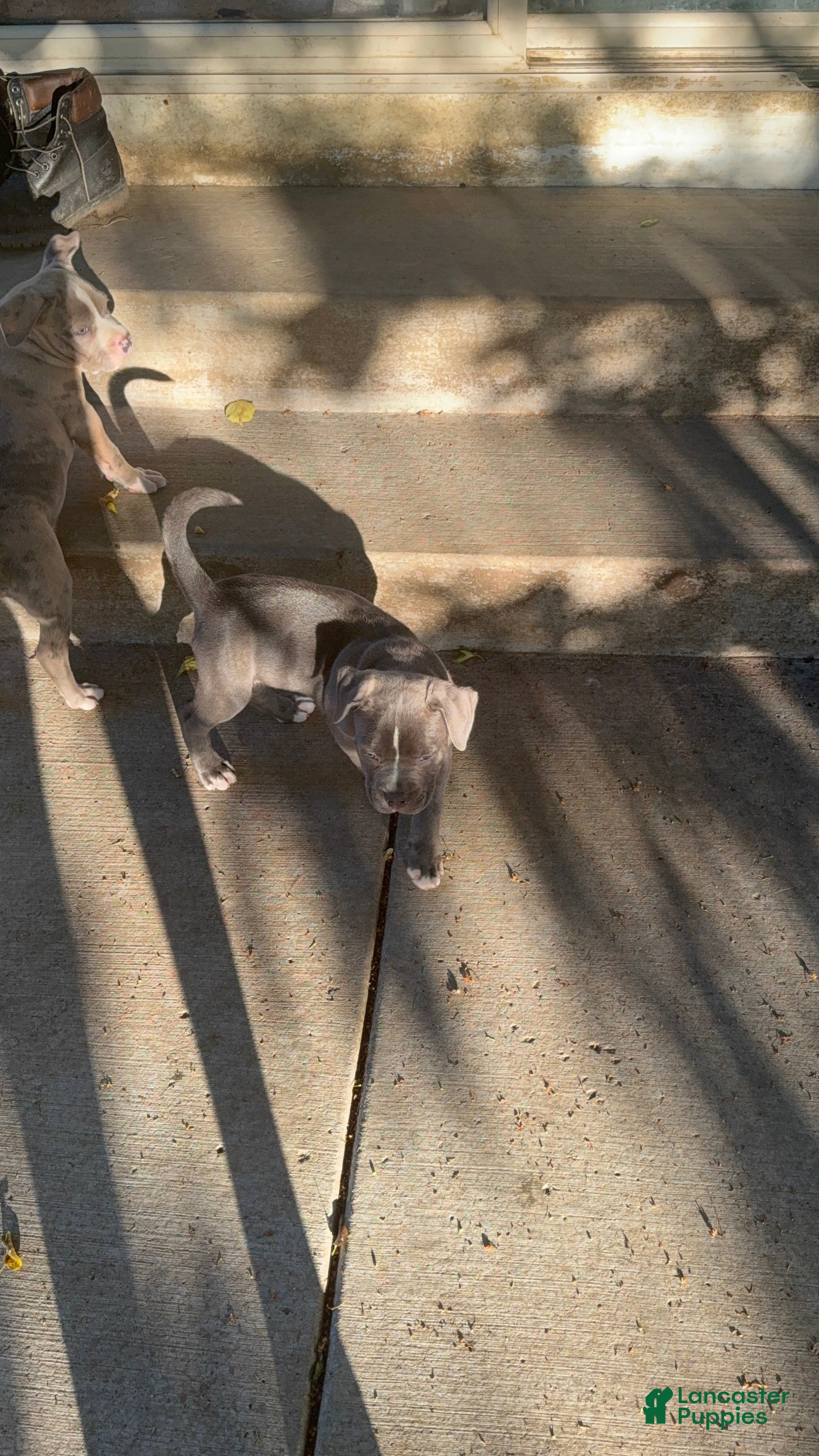 American Bully dogs American Bully 5 - Ad 2