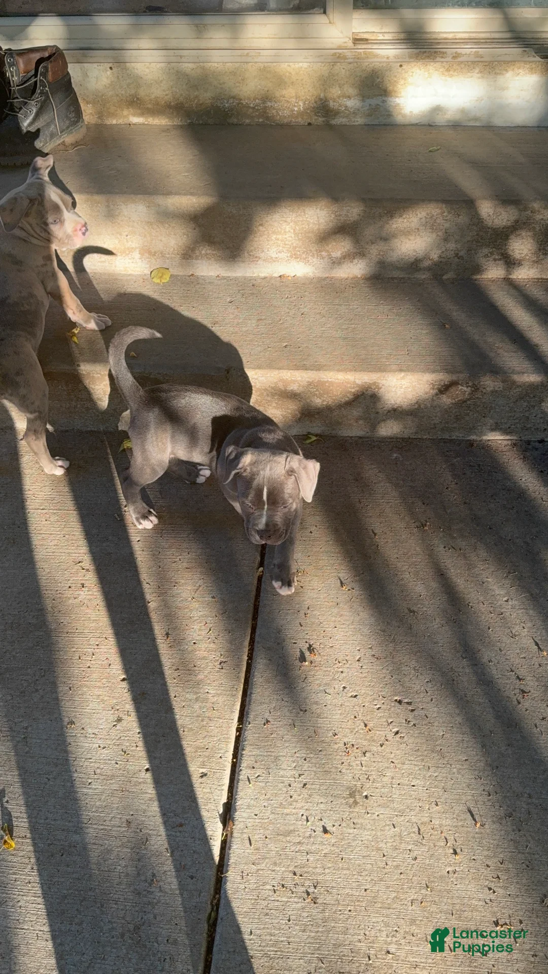 American Bully dogs for sale: American Bully 5 - Ad 2