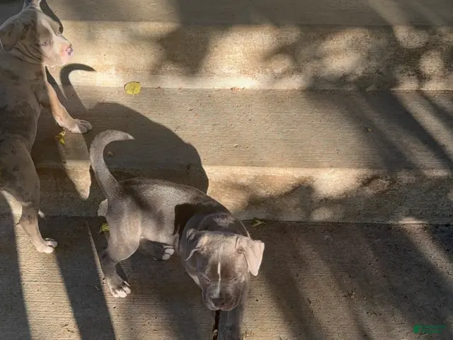 American Bully dogs for sale: American Bully 5 - Ad 2