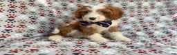 Cavapoo dogs for sale: Cash - Ad 4