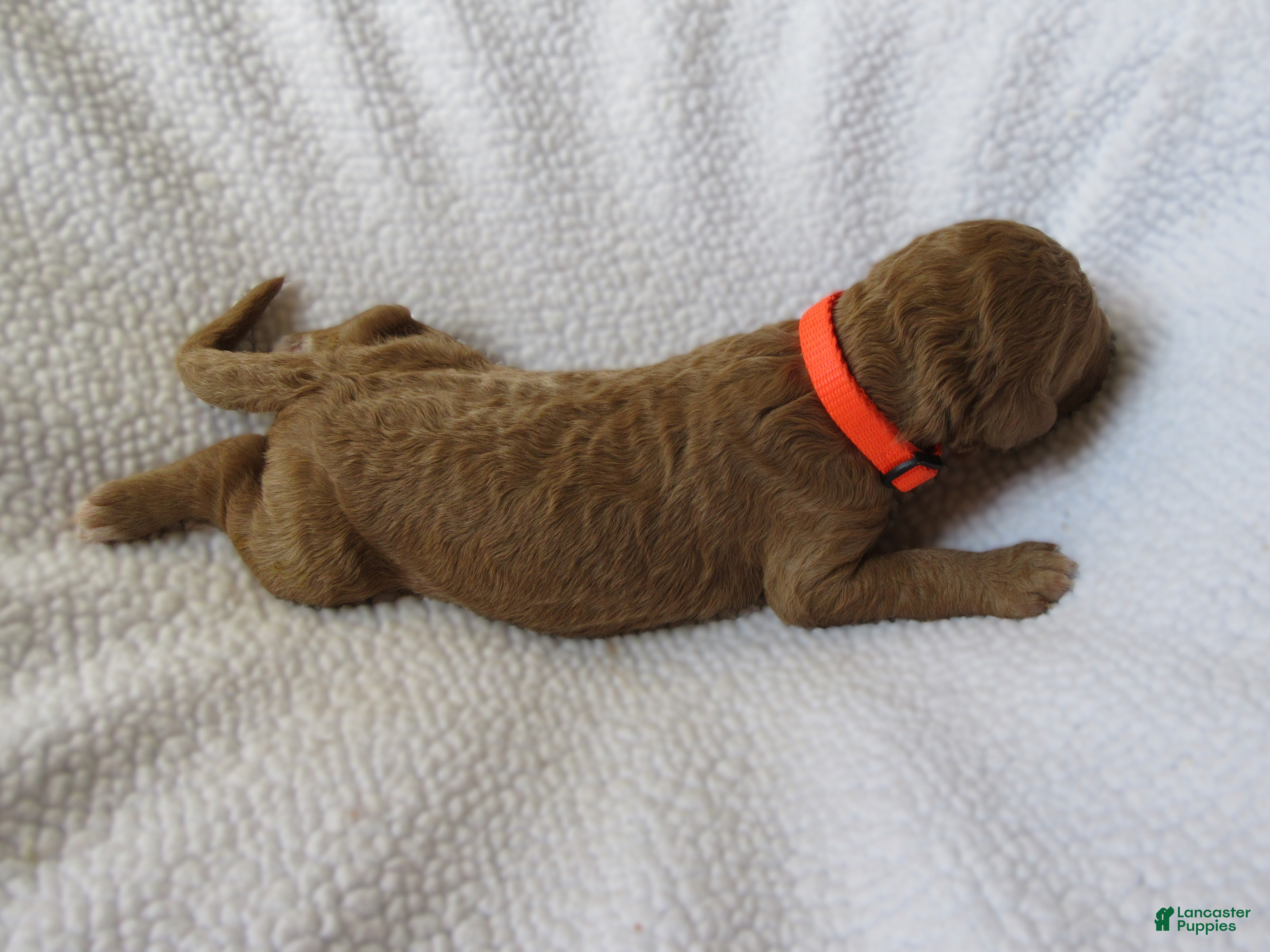 Goldendoodle dogs for sale: Orange collar - Ad 3