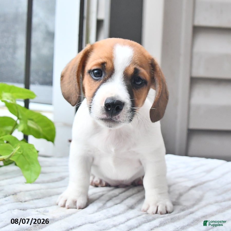Jack Russell Terrier dogs Banjo - Ad 2
