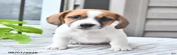 Jack Russell Terrier dogs for sale: Banjo - Ad 2