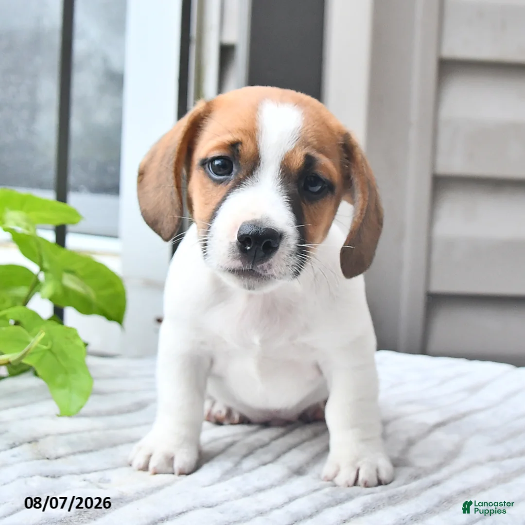 Jack Russell Terrier dogs for sale: Banjo - Ad 2