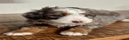 Mini Bernedoodle dogs for sale: Harper Mini Bernedoodle Puppy 5 - Ad 5