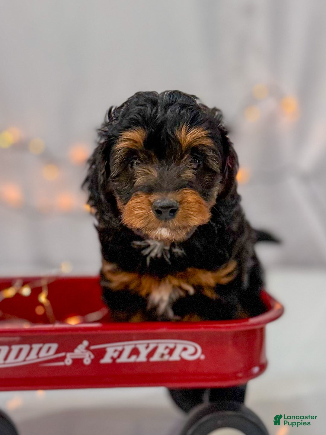 Doxiepoo dogs for sale: Isabelle - Ad 3