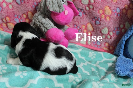 Cocker Spaniel dogs Elise - Ad 13