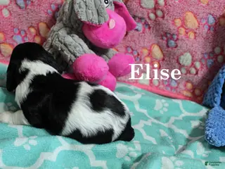 Cocker Spaniel dogs Elise - Ad 13