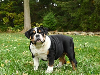 Olde English Bulldogge dogs - Ad 2